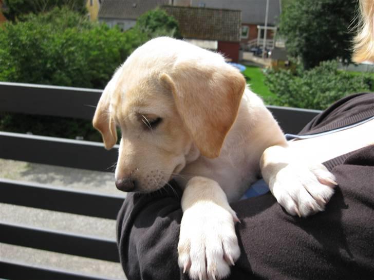 Blanding af racer Bella - Bella 9 uger billede 6