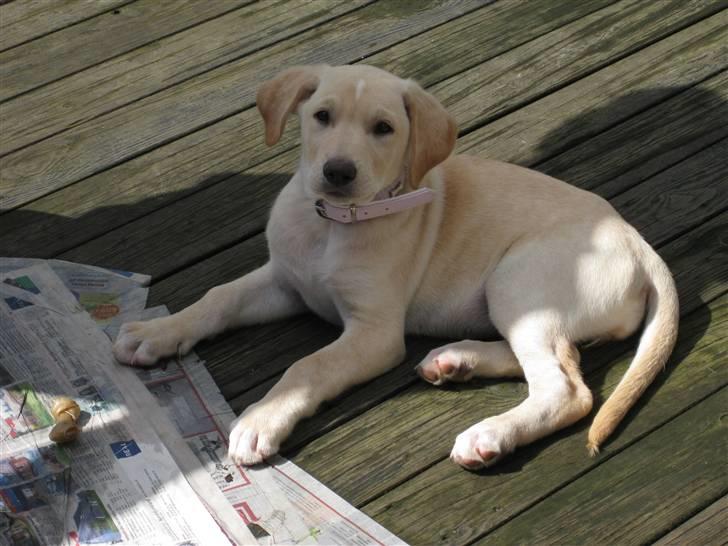 Blanding af racer Bella - Bella 9 uger billede 7