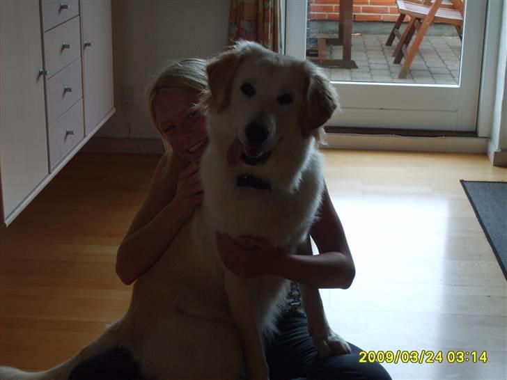 Blanding af racer Chili billede 1