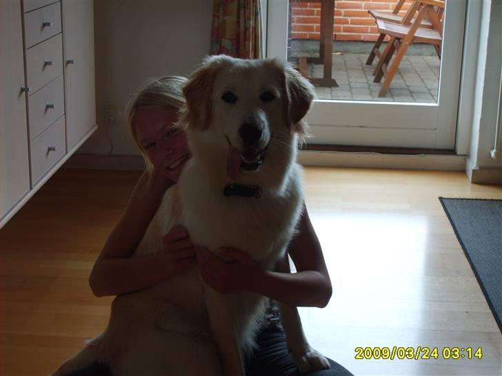 Blanding af racer Chili billede 2