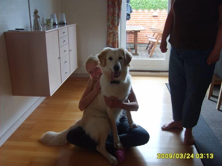 Blanding af racer Chili billede 3