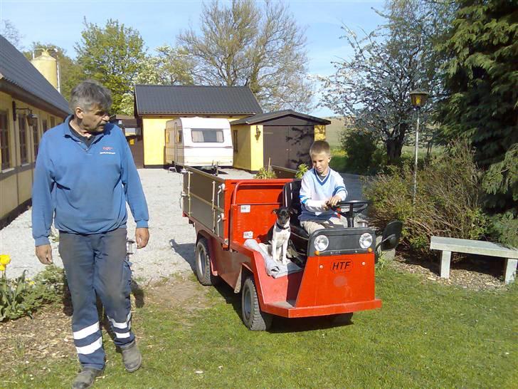 Dansk svensk gaardhund Tjørnely's Luna billede 3