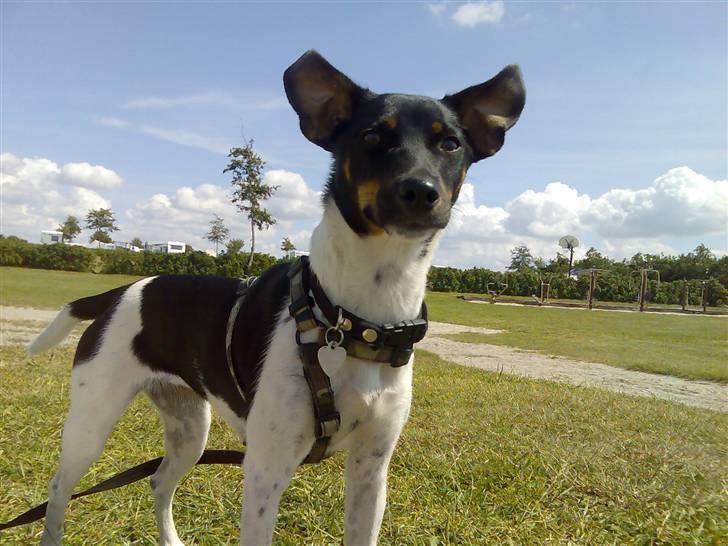 Dansk svensk gaardhund Tjørnely's Luna billede 4