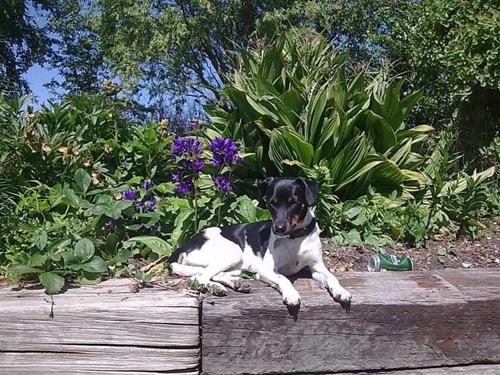 Dansk svensk gaardhund Tjørnely's Luna billede 5