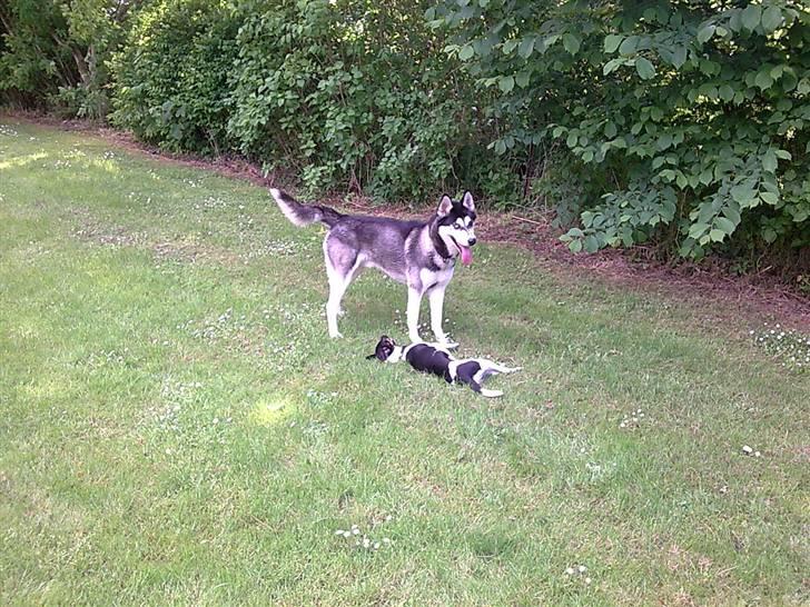 Dansk svensk gaardhund Tjørnely's Luna billede 6