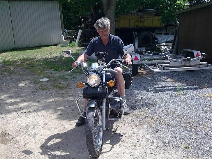 Dansk svensk gaardhund Tjørnely's Luna billede 7