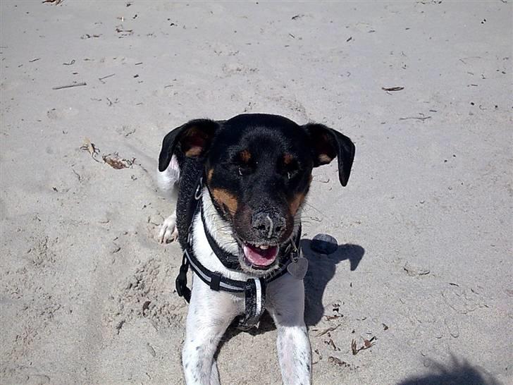 Dansk svensk gaardhund Tjørnely's Luna billede 8