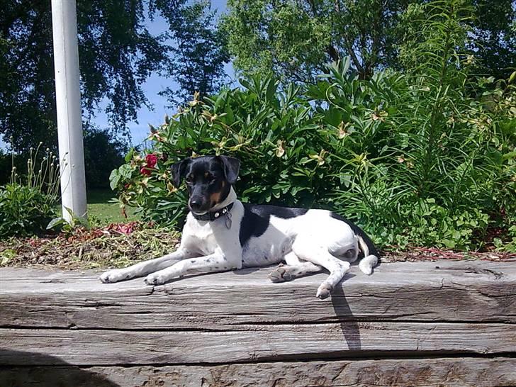 Dansk svensk gaardhund Tjørnely's Luna billede 9