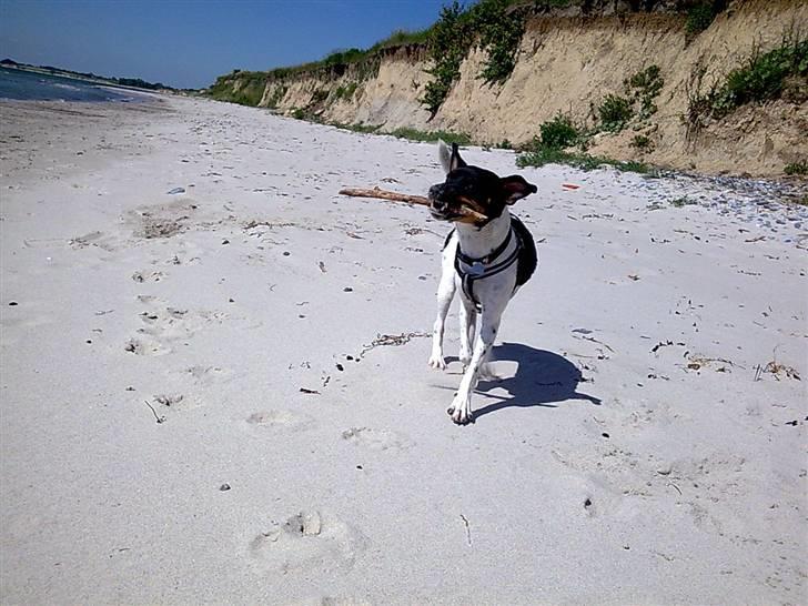 Dansk svensk gaardhund Tjørnely's Luna billede 10