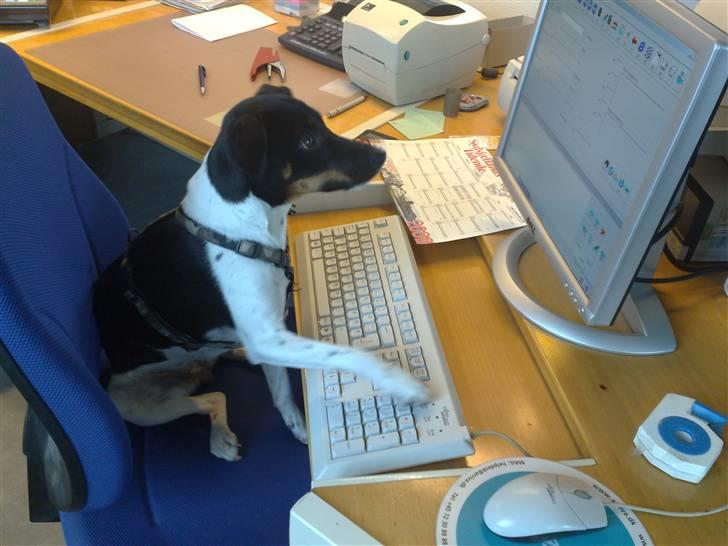 Dansk svensk gaardhund Tjørnely's Luna billede 11