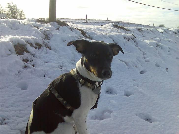 Dansk svensk gaardhund Tjørnely's Luna billede 12