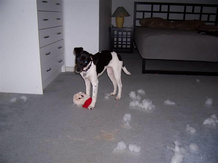 Dansk svensk gaardhund Tjørnely's Luna billede 13