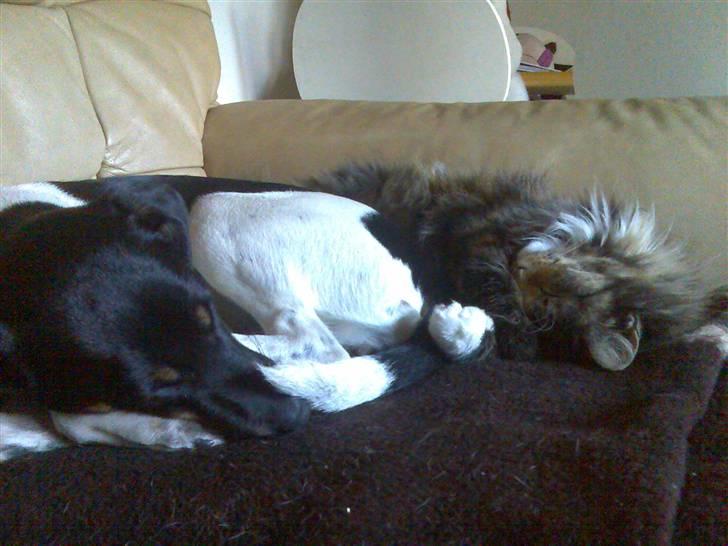 Dansk svensk gaardhund Tjørnely's Luna billede 14