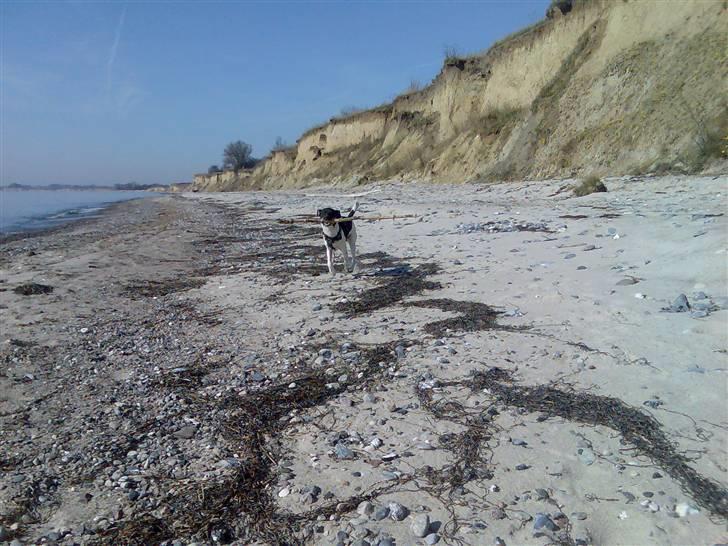 Dansk svensk gaardhund Tjørnely's Luna billede 15