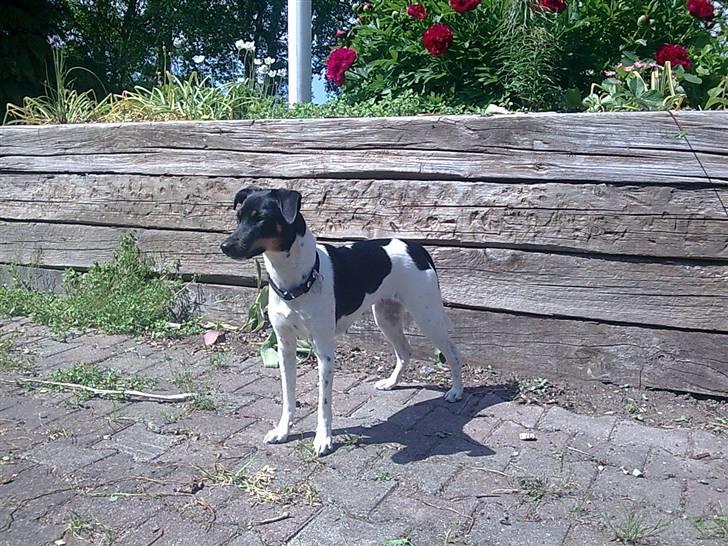 Dansk svensk gaardhund Tjørnely's Luna billede 16