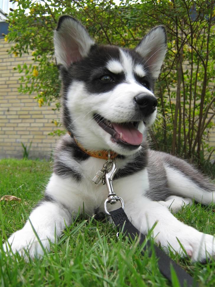 Siberian husky Zorro billede 1