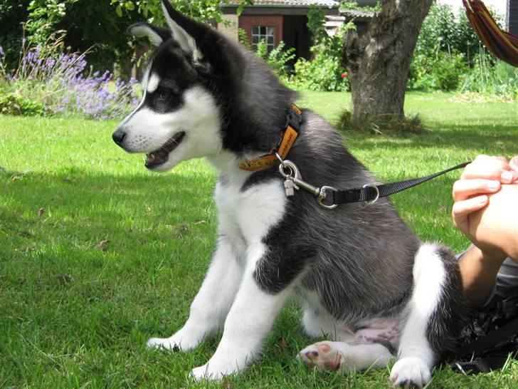 Siberian husky Zorro billede 2
