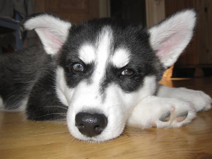 Siberian husky Zorro billede 3