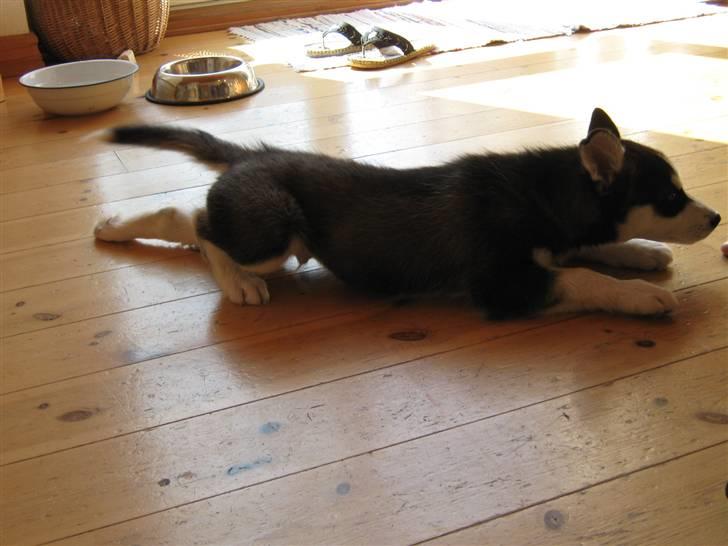 Siberian husky Zorro billede 4