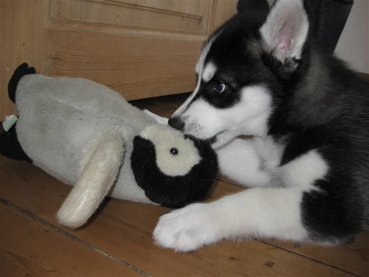 Siberian husky Zorro billede 5