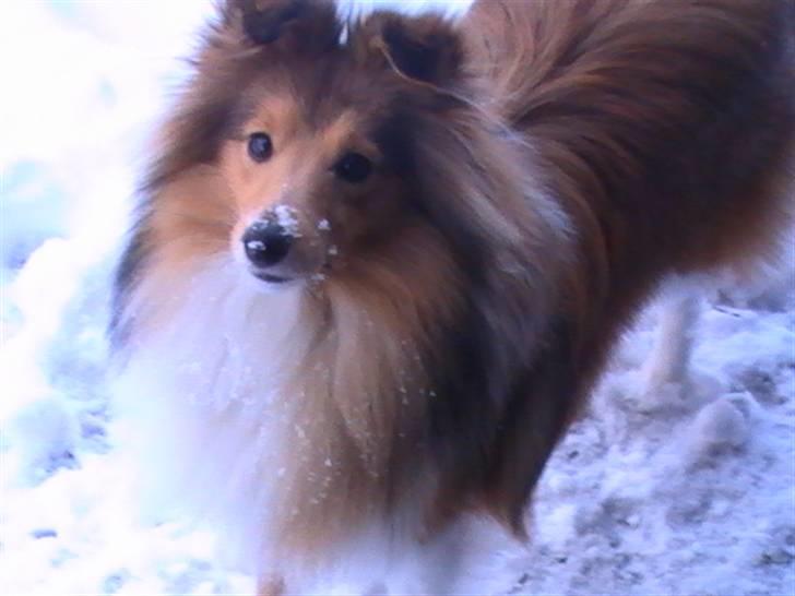 Shetland sheepdog Freja - død april 2014 - Freja ca 11 måneder billede 1