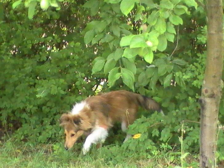 Shetland sheepdog Freja - død april 2014 - Freja 5 måneder billede 2