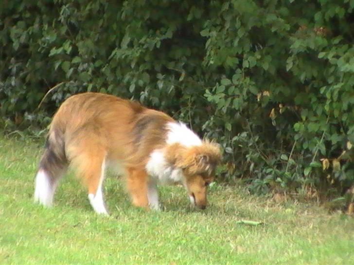 Shetland sheepdog Freja - død april 2014 - Freja 5 måneder billede 3