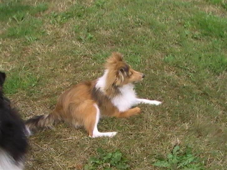 Shetland sheepdog Freja - død april 2014 - Freja 5 måneder billede 5