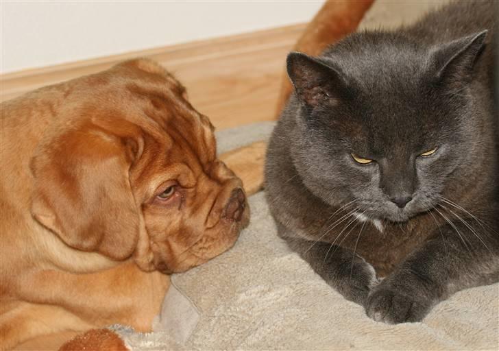 Dogue de bordeaux FRESZKA Lacrima Heliandum billede 2