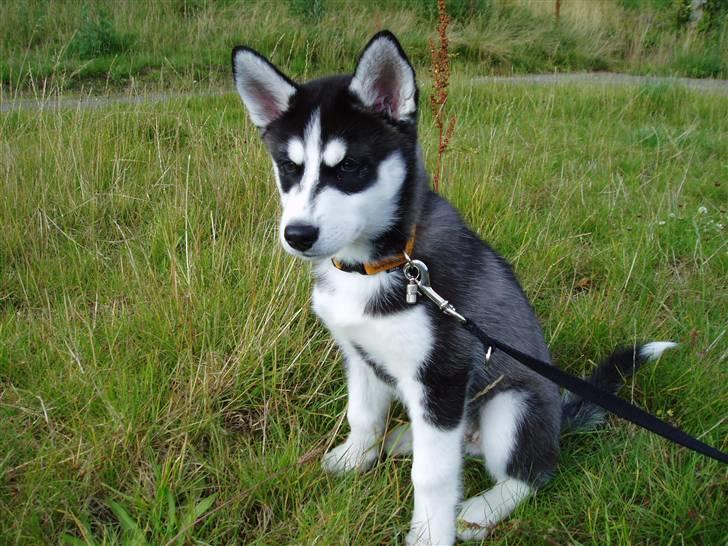 Siberian husky Zorro billede 6