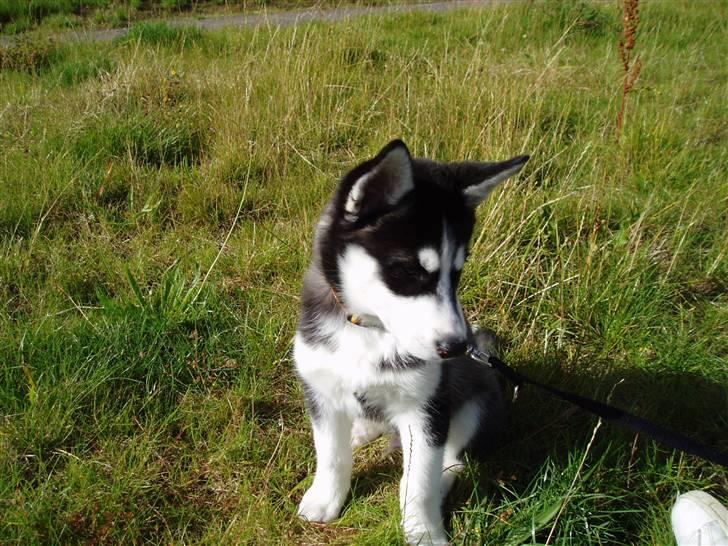 Siberian husky Zorro billede 7