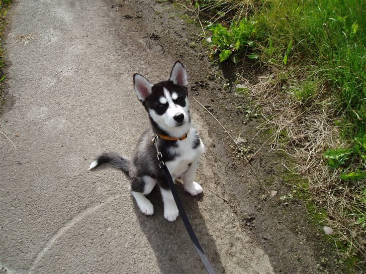 Siberian husky Zorro billede 8