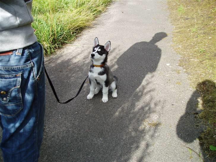 Siberian husky Zorro billede 9