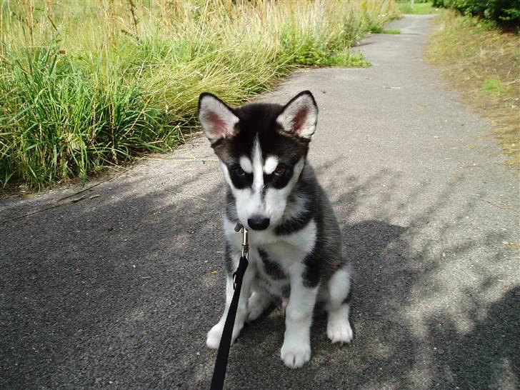 Siberian husky Zorro billede 10