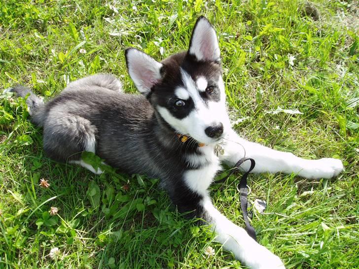 Siberian husky Zorro billede 11