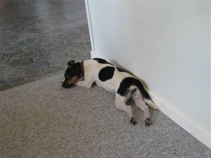 Dansk svensk gaardhund Mille - Åh hvor er jeg træt..  billede 11