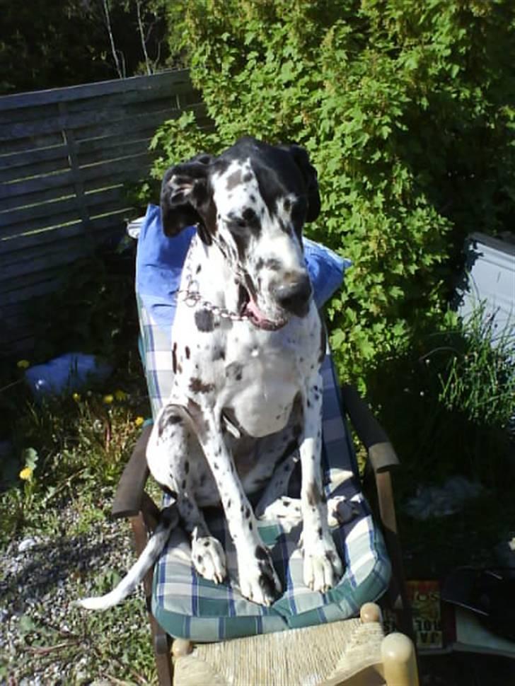Grand danois Ebba billede 3