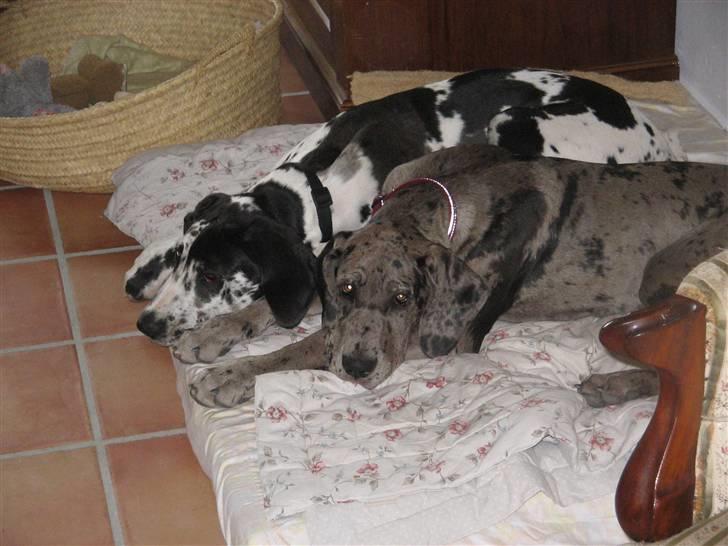 Grand danois Ebba - Ebba&Alma ;) billede 4