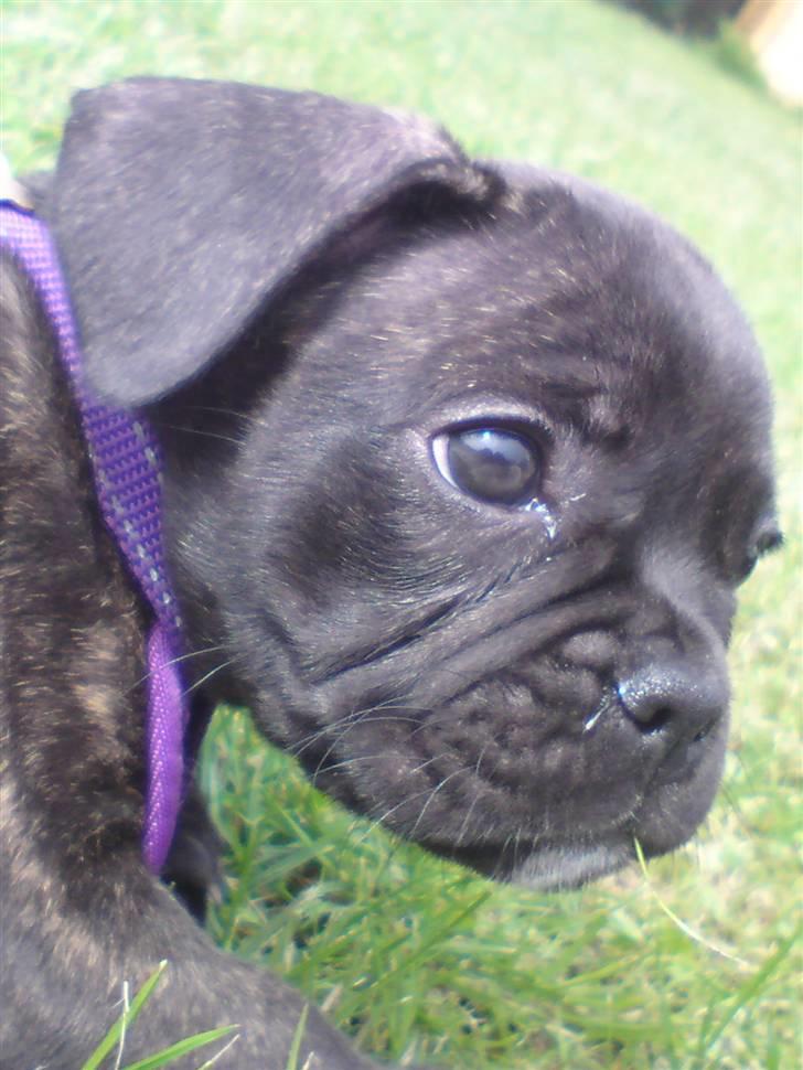 Fransk bulldog Bellis billede 2