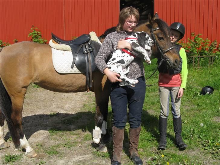 Grand danois Ebba - Ebba, Mig, Ronja & Schandie. Maj-juni 2009 :) billede 9