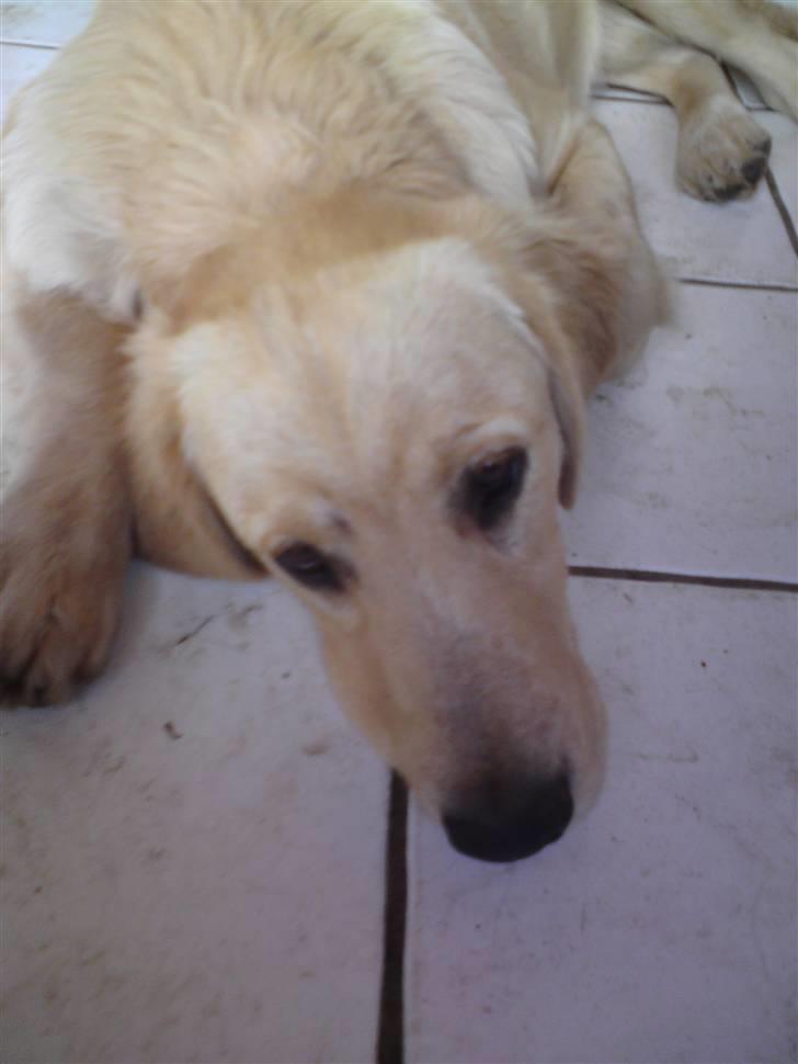 Golden retriever Dingo billede 16