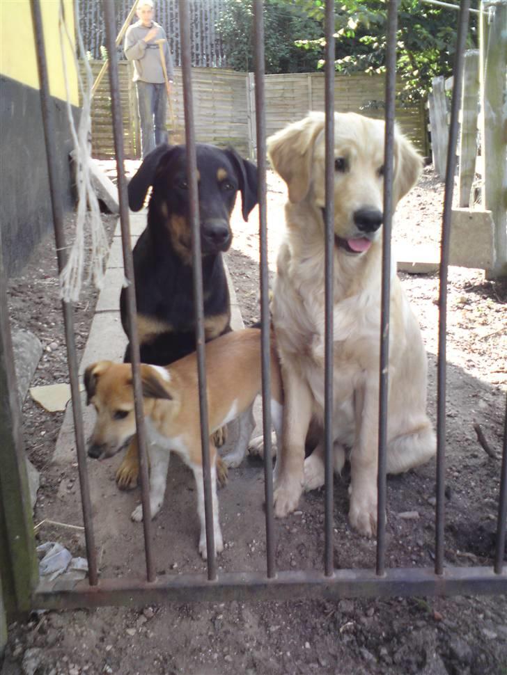 Golden retriever Dingo billede 17