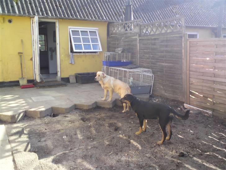 Golden retriever Dingo billede 18