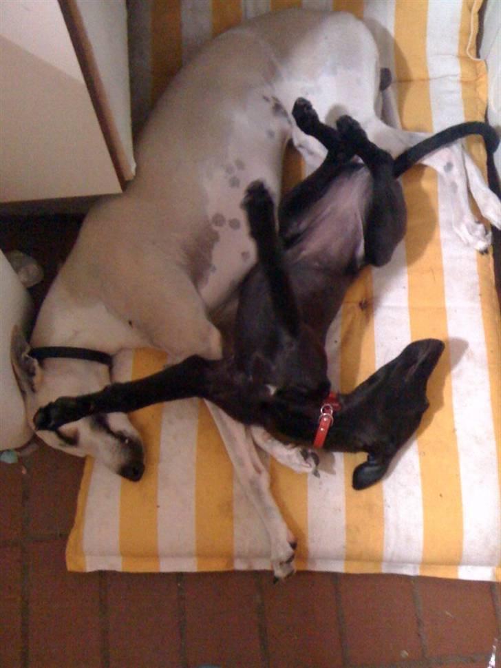 Whippet Liva - Bedste venner 24/07-2009 billede 20