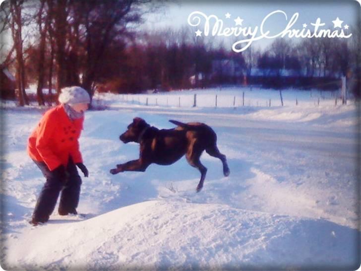 Blanding af racer charlie  - Charlie- FØDT D. 6 JULI - 09   :)       - dette billede taget: 24/1 -2010 billede 1