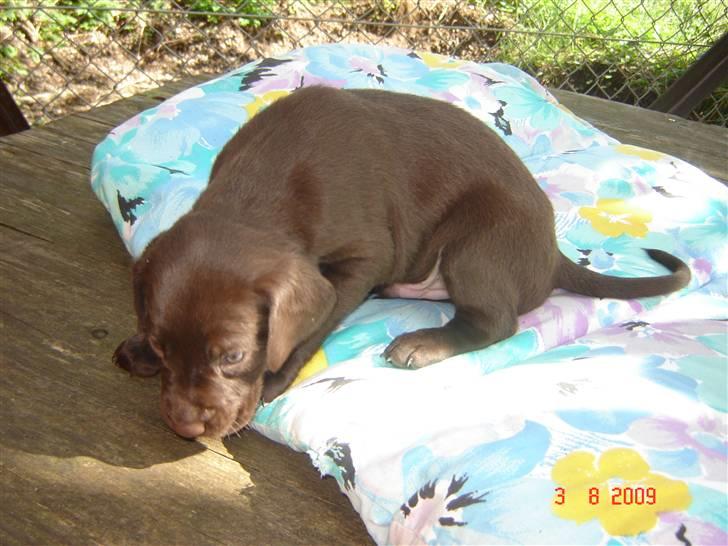 Blanding af racer charlie  billede 2