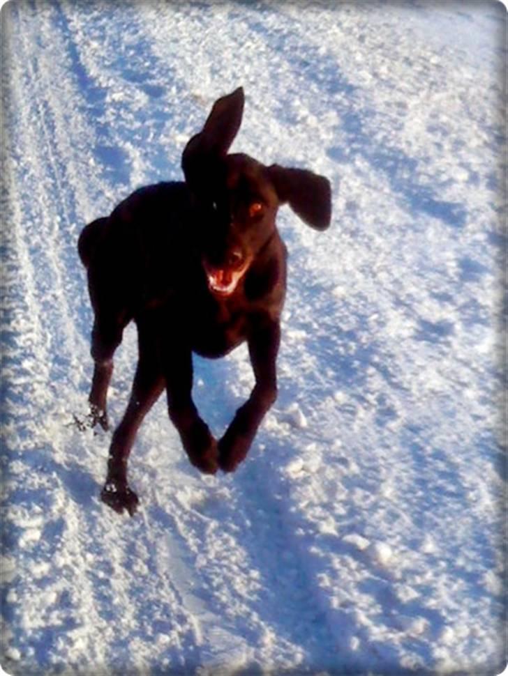 Blanding af racer charlie  - 24/12 2010- i julehumør :D billede 3