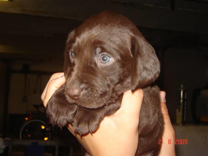 Blanding af racer charlie  - søde lille charlie. // tider :* billede 4