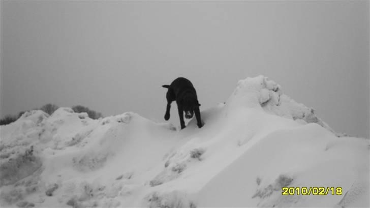 Blanding af racer charlie  billede 5