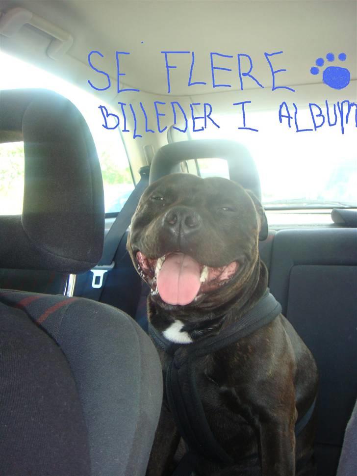 Staffordshire bull terrier Staff Royal Kejser R.I.P billede 20
